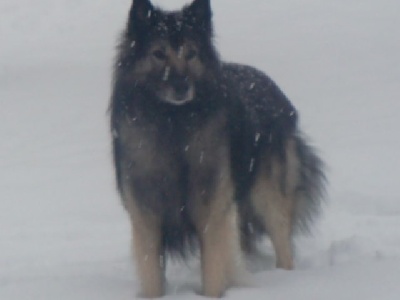 Sirius des Oliviers - Sirius du prat des loups